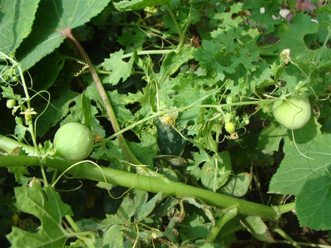  Fruits (Unripe)